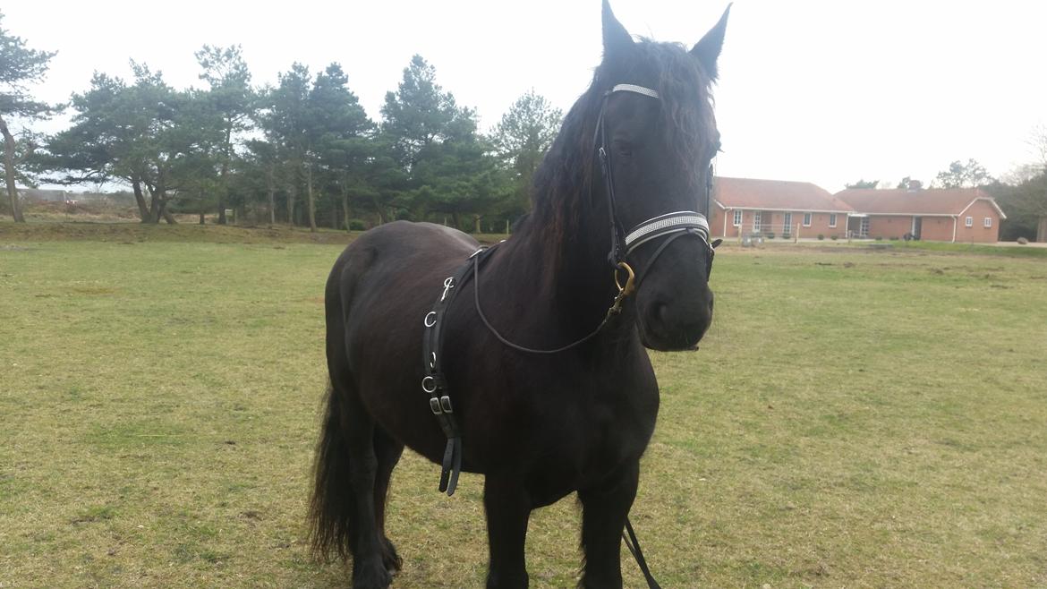 Frieser Hidde B billede 24