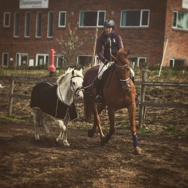 Welsh Pony (sec B) SKOVBJERGS BLAI billede 20