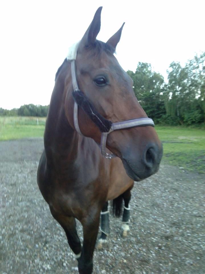Dansk Varmblod Kløvermarkens Romanette billede 1