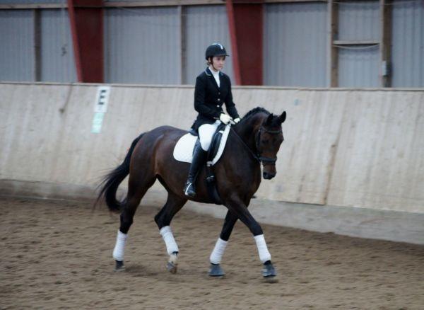 Dansk Varmblod Kløvermarkens Romanette billede 2