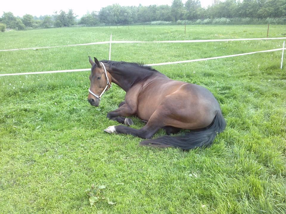 Dansk Varmblod Kløvermarkens Romanette billede 3