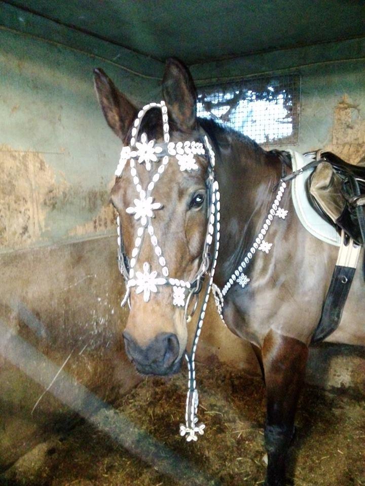 Dansk Varmblod Kløvermarkens Romanette billede 4