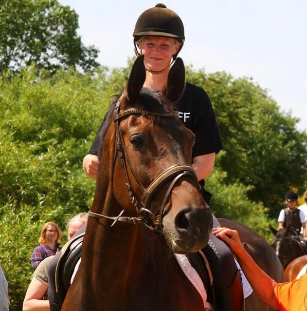 Dansk Varmblod Kløvermarkens Romanette billede 7