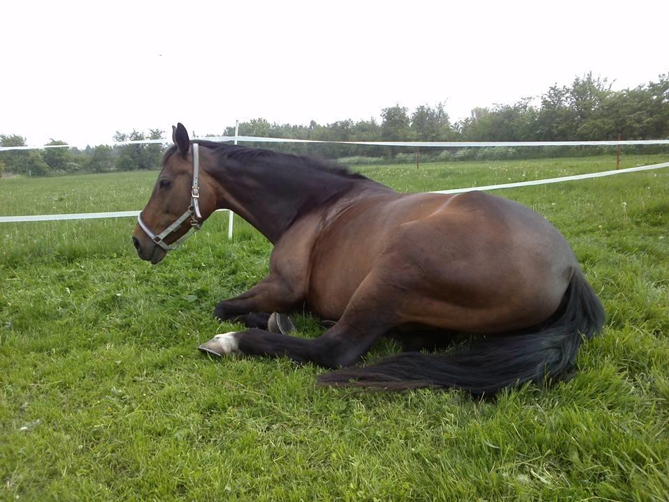 Dansk Varmblod Kløvermarkens Romanette billede 8