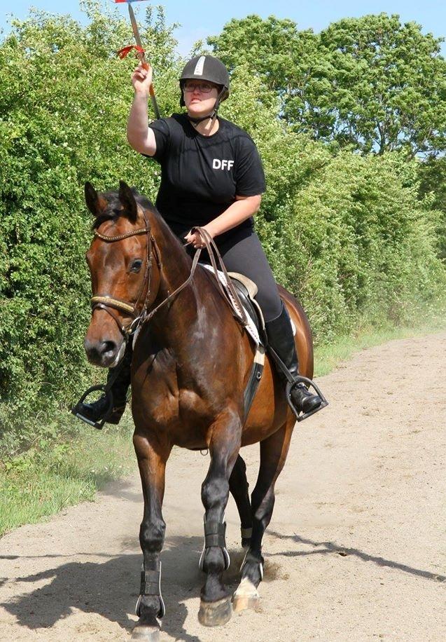 Dansk Varmblod Kløvermarkens Romanette billede 9