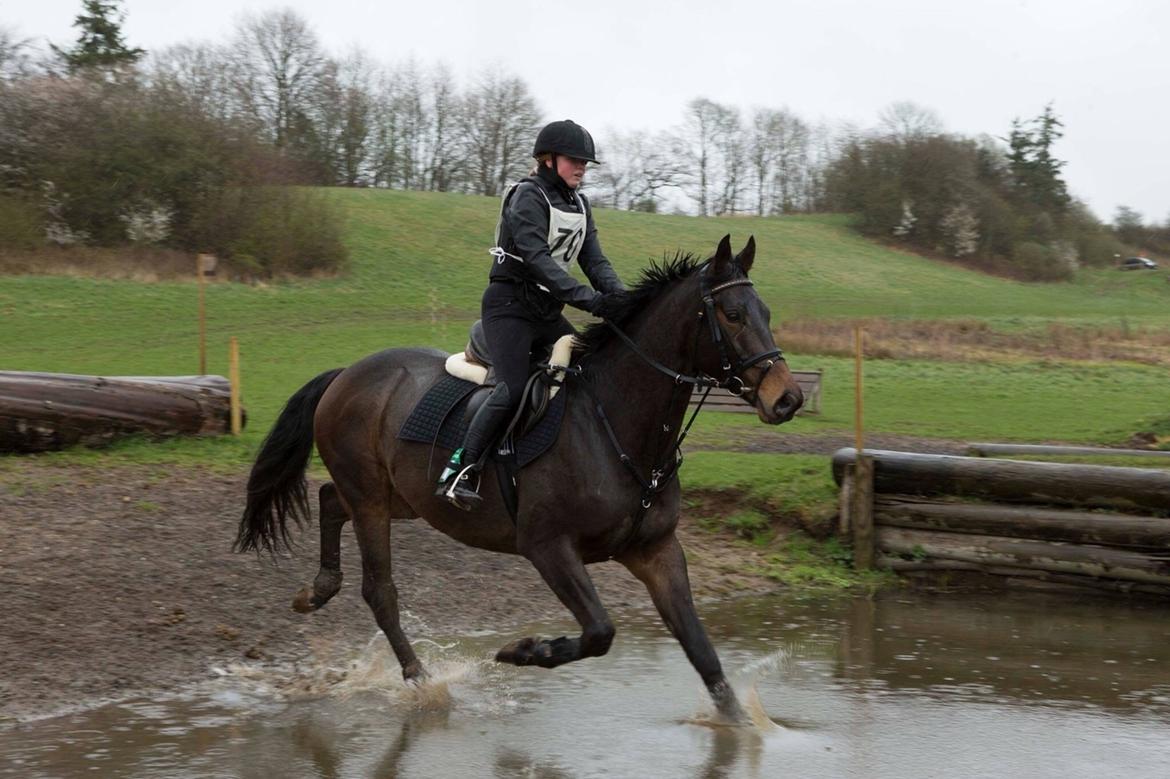 Hollandsk Varmblod Farao Utopia "Timon" billede 17