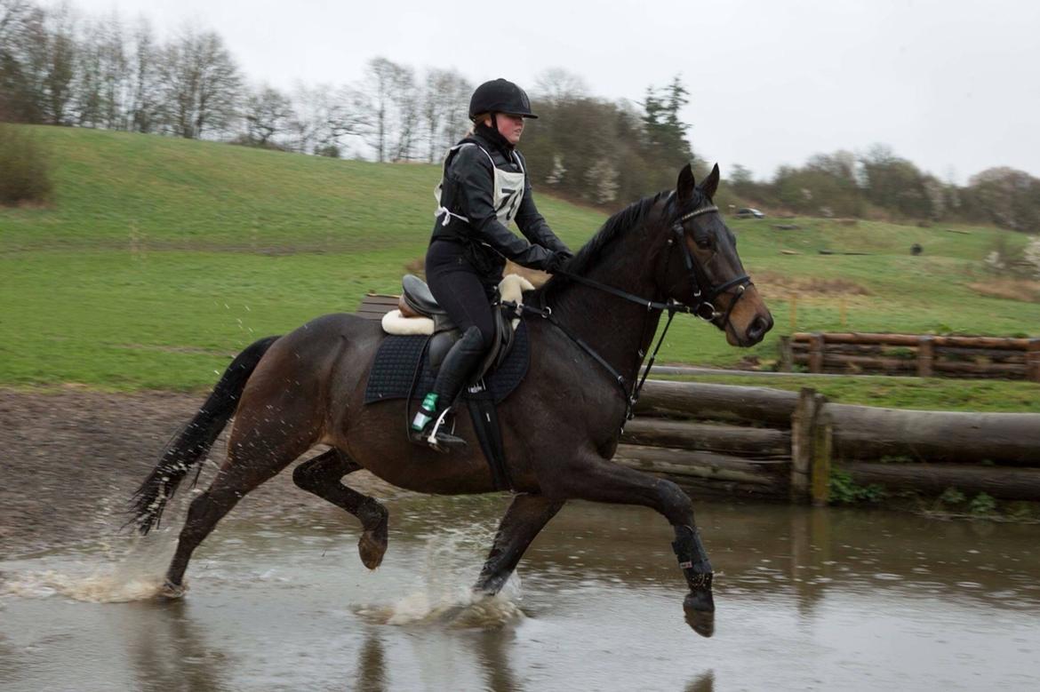 Hollandsk Varmblod Farao Utopia "Timon" billede 18