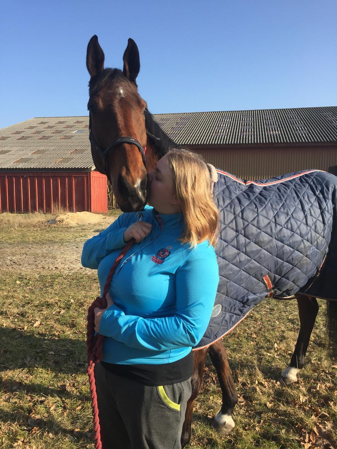 Dansk Varmblod Østergaards Don Casino billede 1