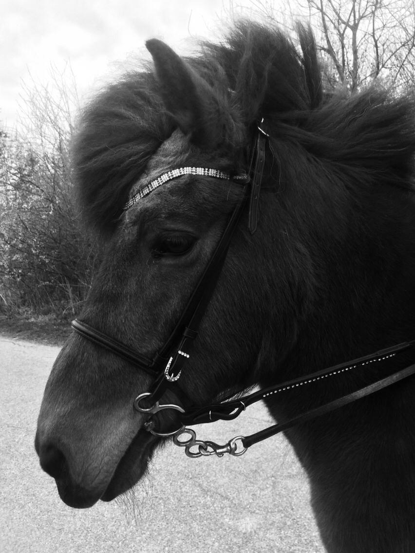 Islænder Vigdis fra Frederiksdal billede 34