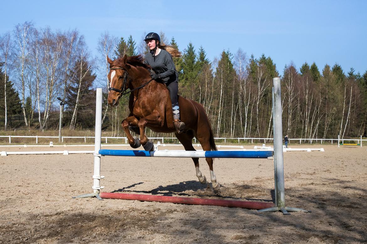 Anden særlig race Sonny Boy - vi hopper lidt af glæde billede 2