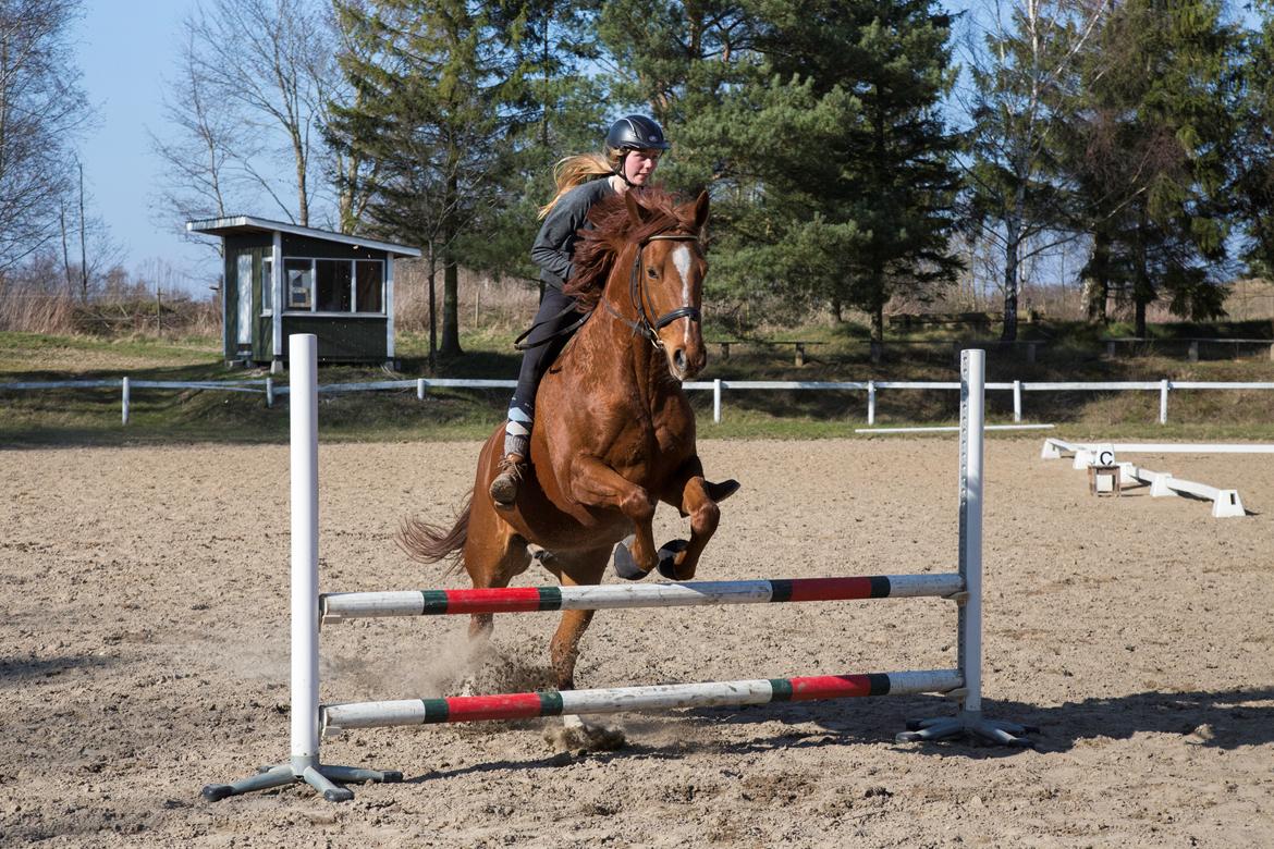 Anden særlig race Sonny Boy billede 8