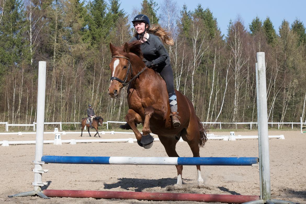 Anden særlig race Sonny Boy billede 9