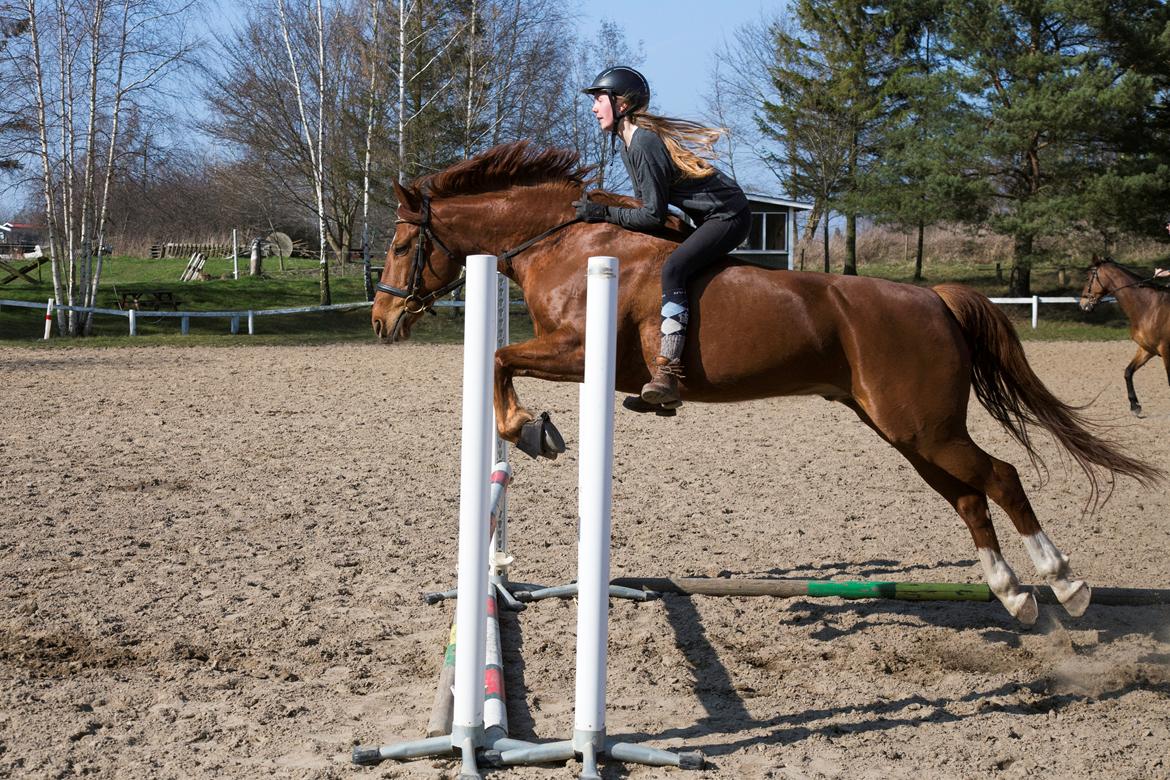 Anden særlig race Sonny Boy - 85cm billede 10