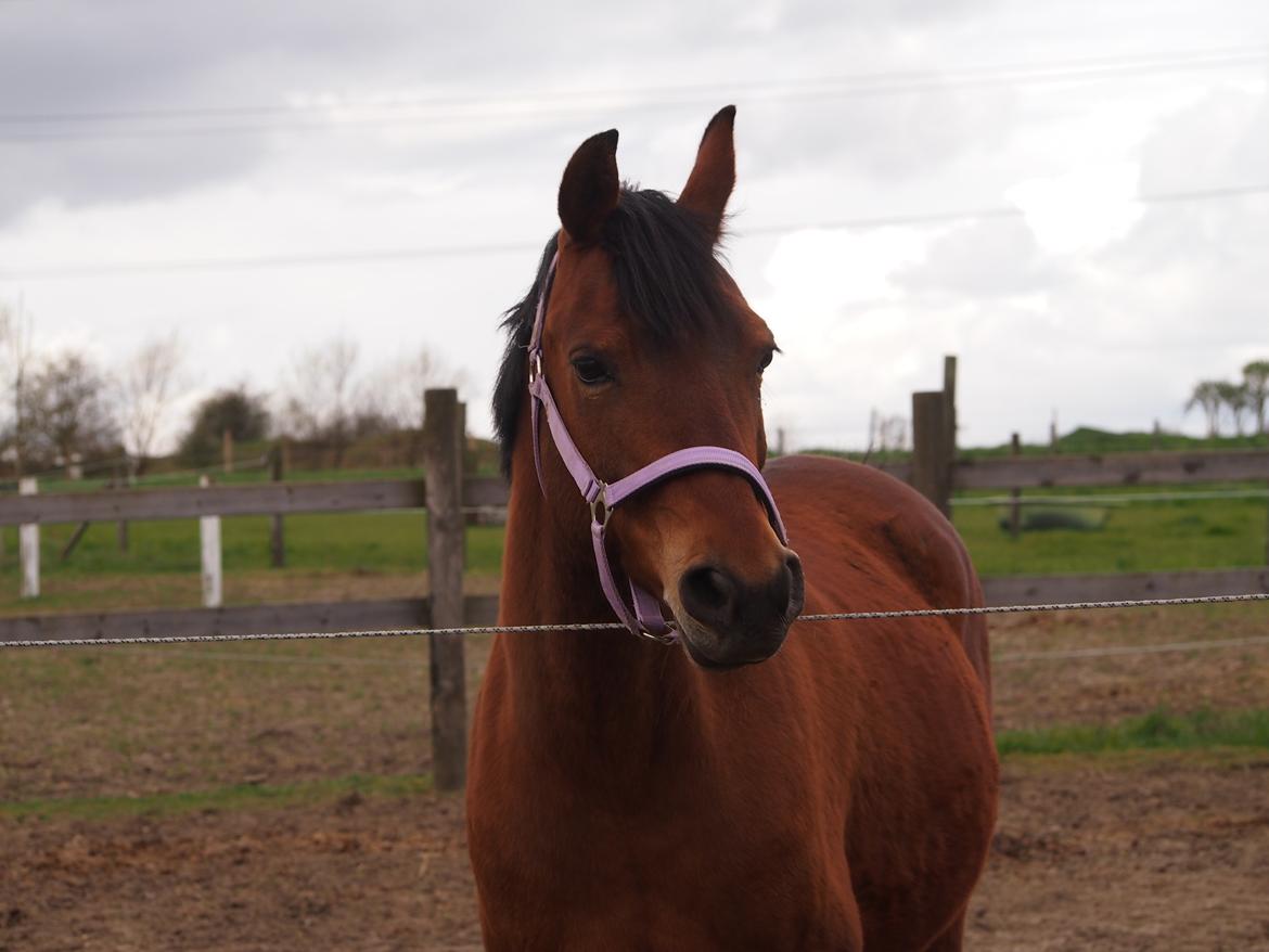 Anden særlig race Cassiopeia [Tidl. Hest] billede 1