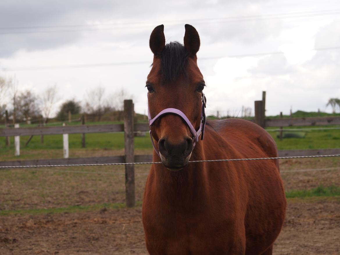 Anden særlig race Cassiopeia [Tidl. Hest] billede 9