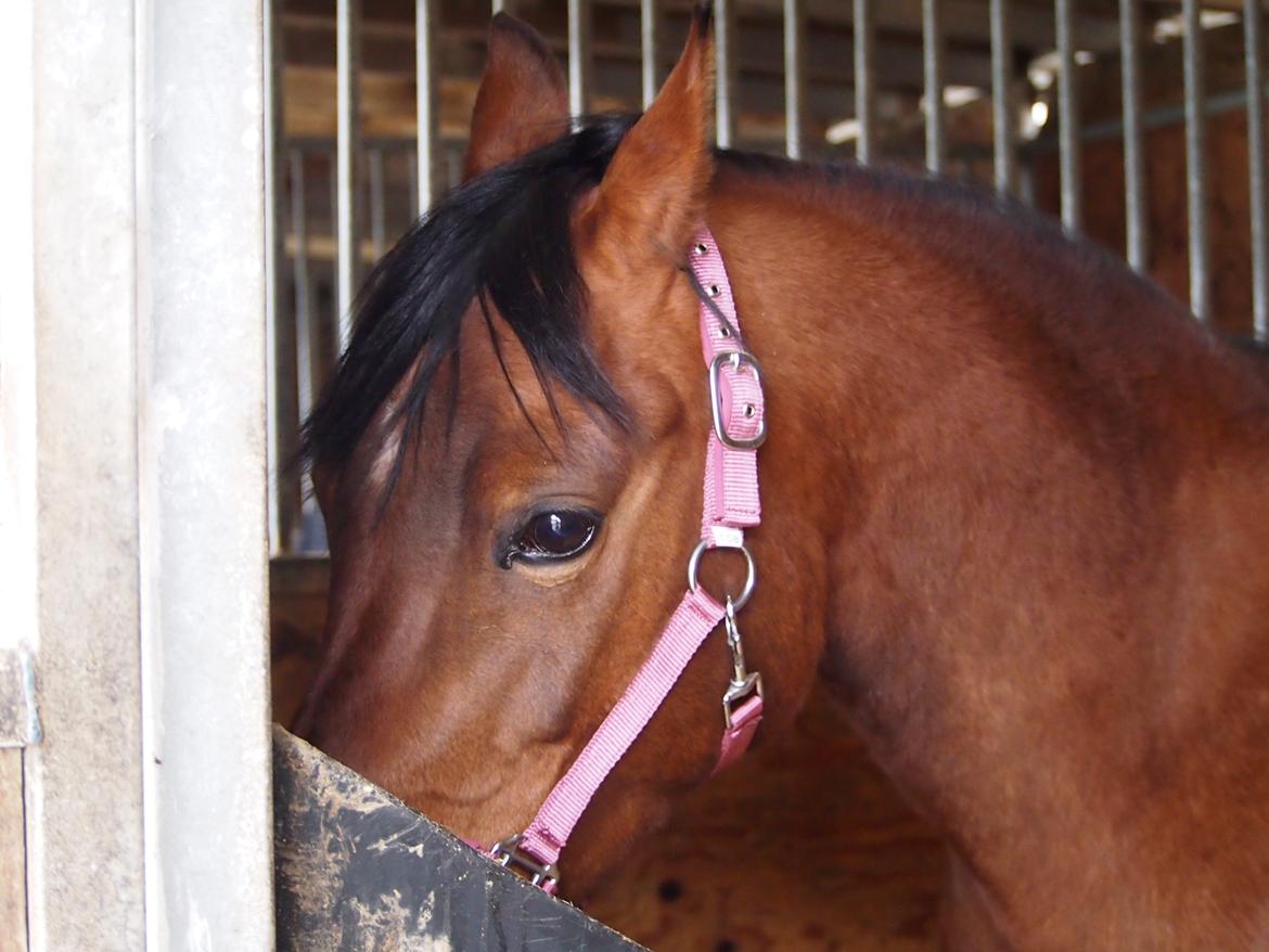 Anden særlig race Cassiopeia [Tidl. Hest] billede 11