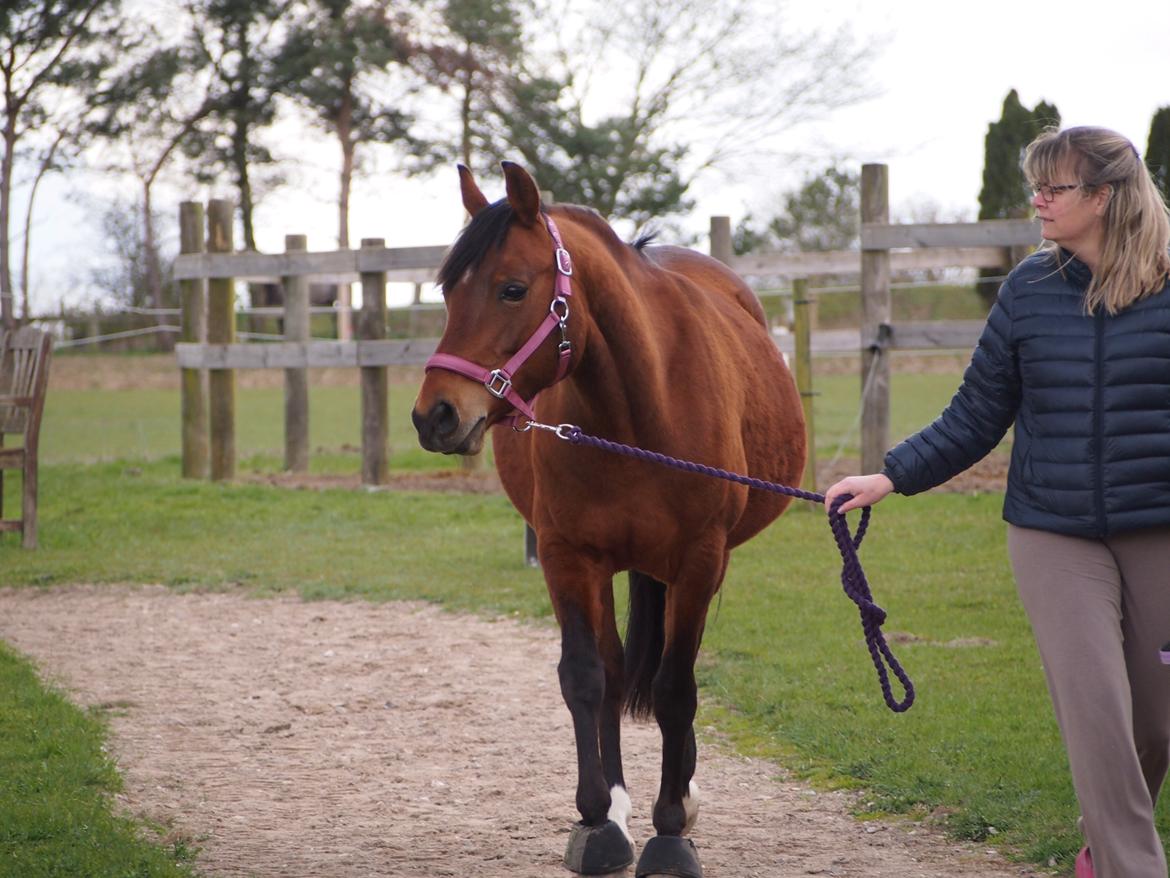 Anden særlig race Cassiopeia [Tidl. Hest] billede 10