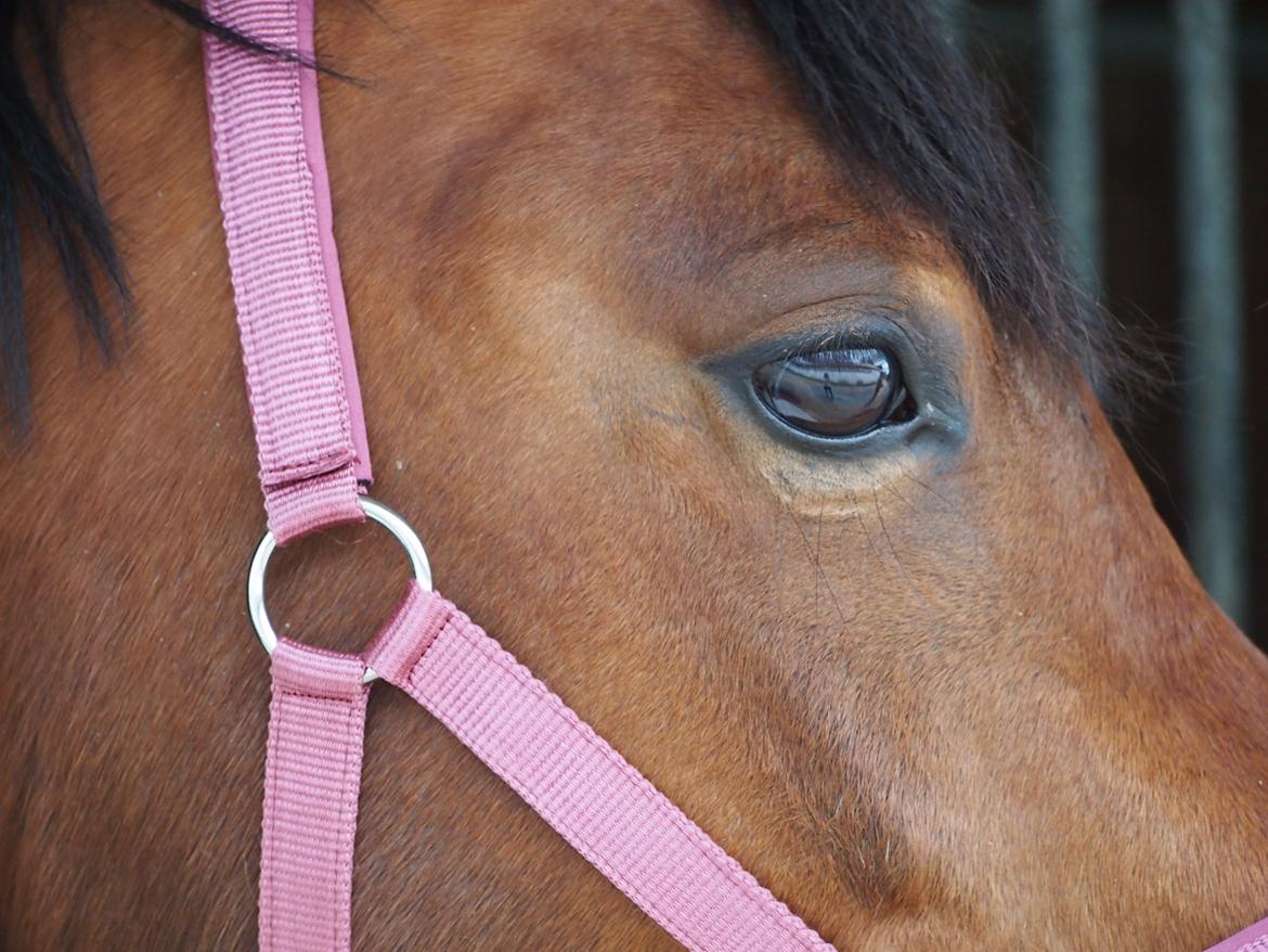 Anden særlig race Cassiopeia [Tidl. Hest] billede 3