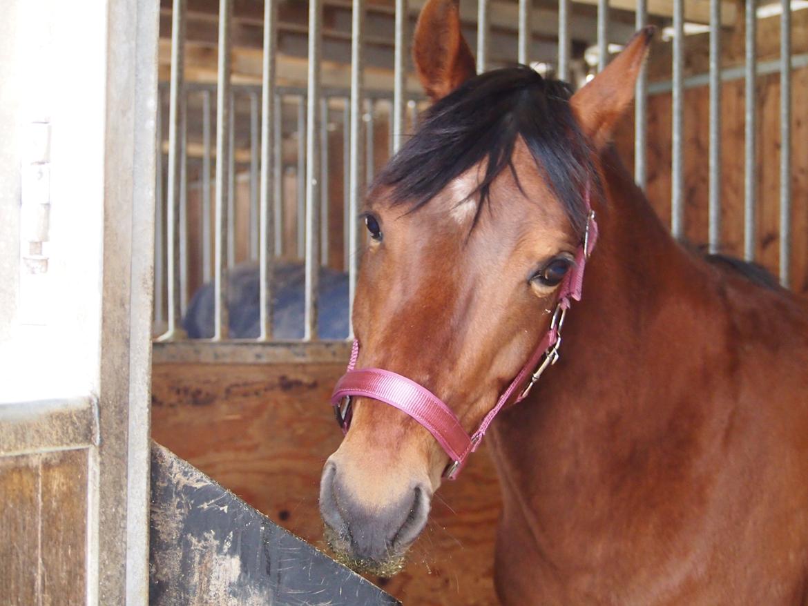 Anden særlig race Cassiopeia [Tidl. Hest] billede 7