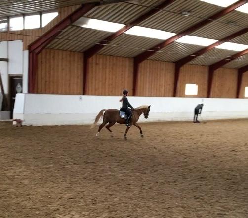 Welsh Partbred (Sec F) Madonna billede 20