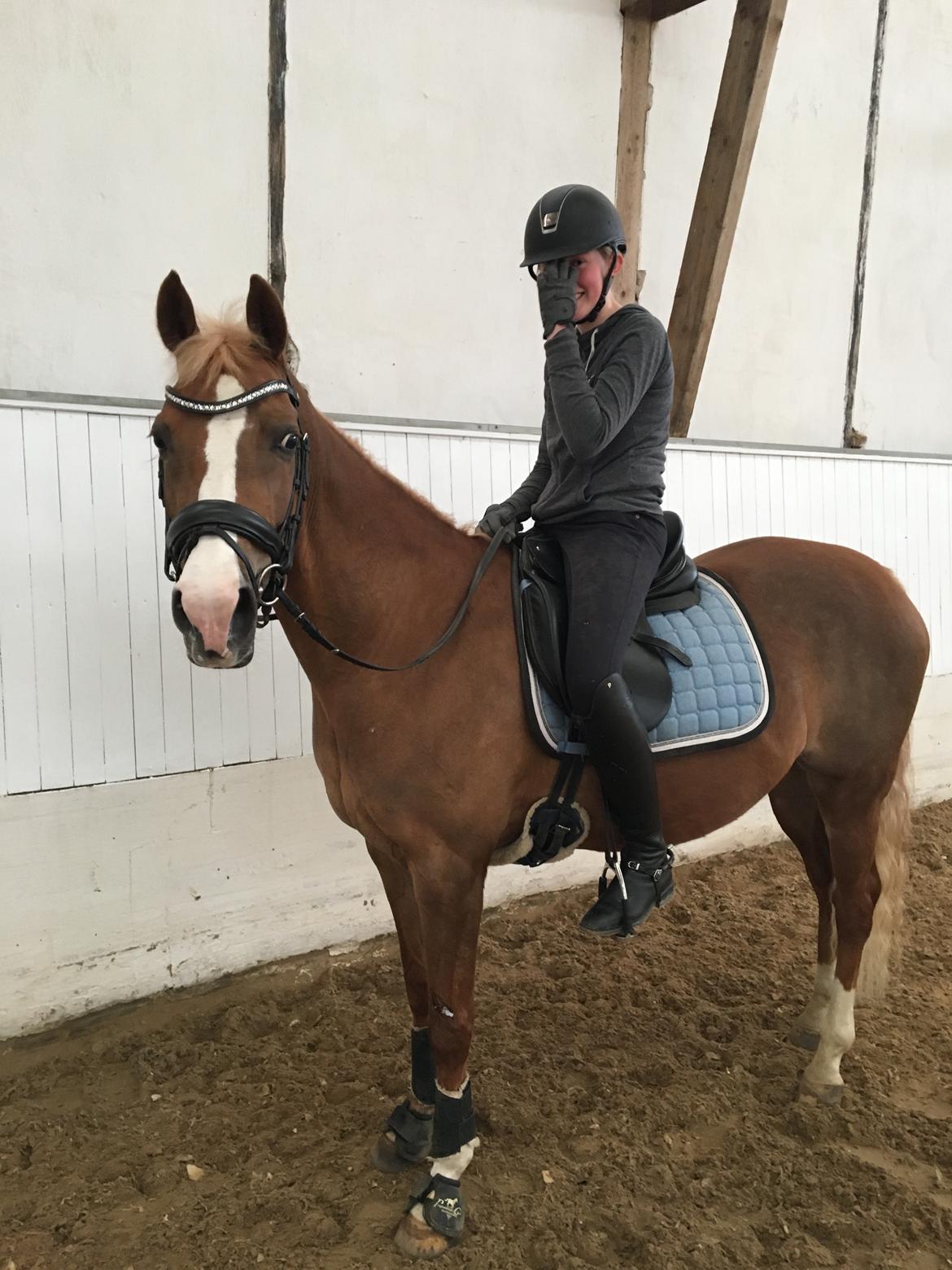 Welsh Partbred (Sec F) Madonna billede 1