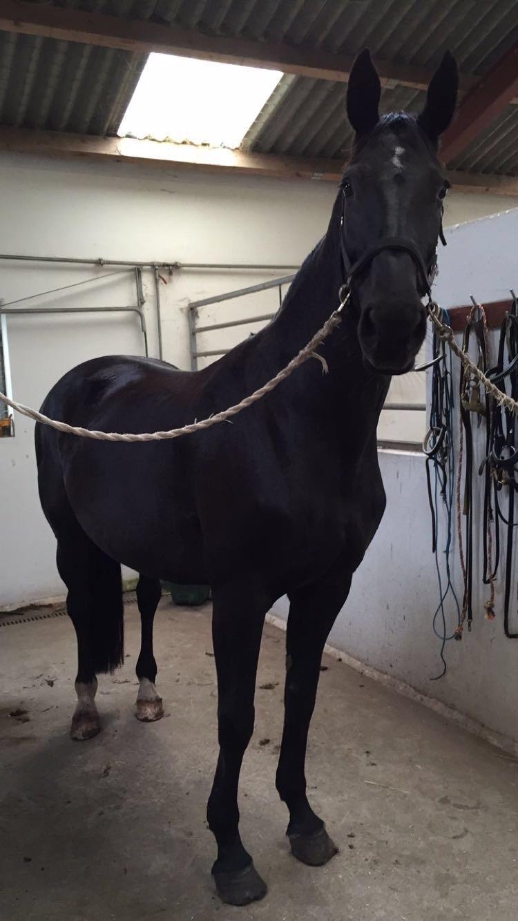 Dansk Varmblod Madeleine billede 3