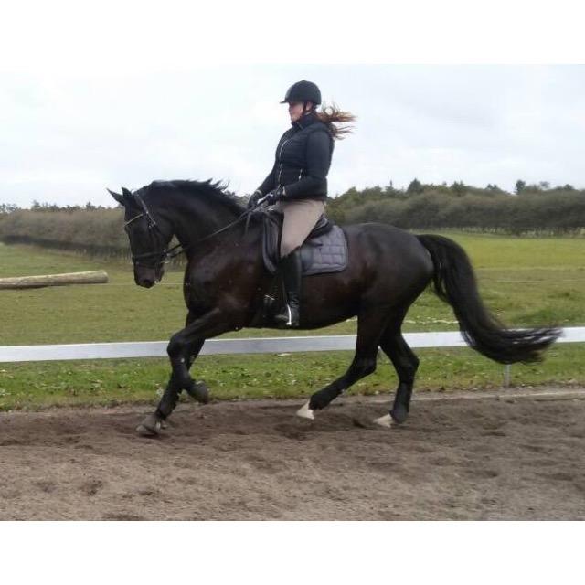 Dansk Varmblod Madeleine billede 2