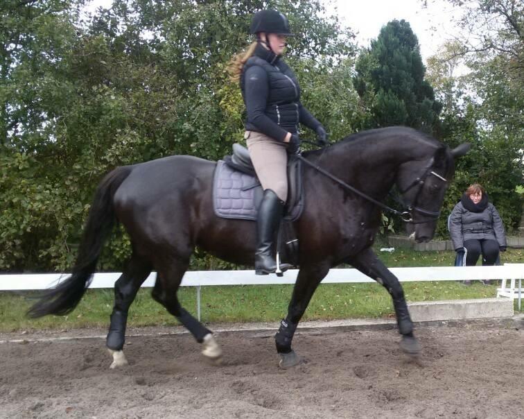 Dansk Varmblod Madeleine billede 5