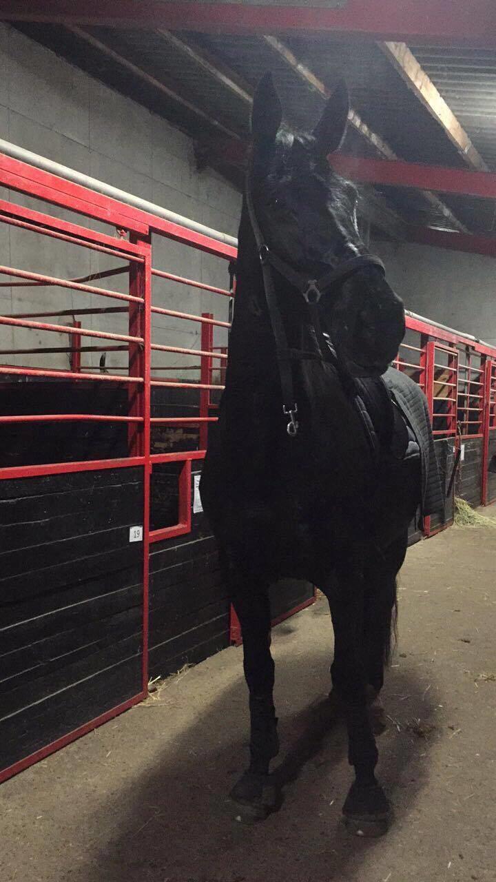 Dansk Varmblod Madeleine billede 6