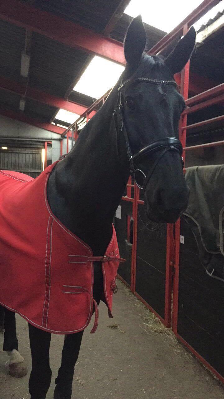 Dansk Varmblod Madeleine billede 9