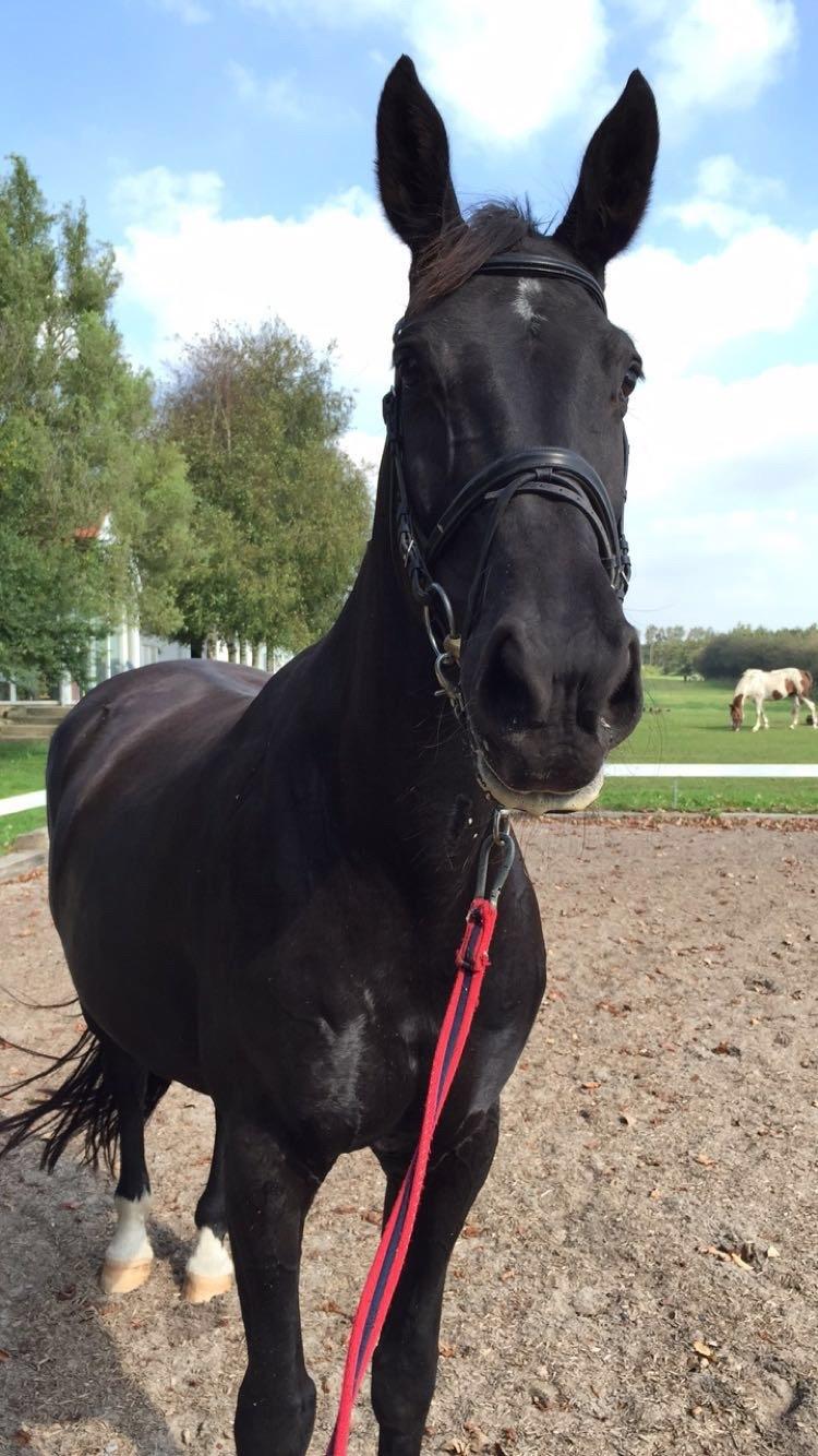 Dansk Varmblod Madeleine billede 10