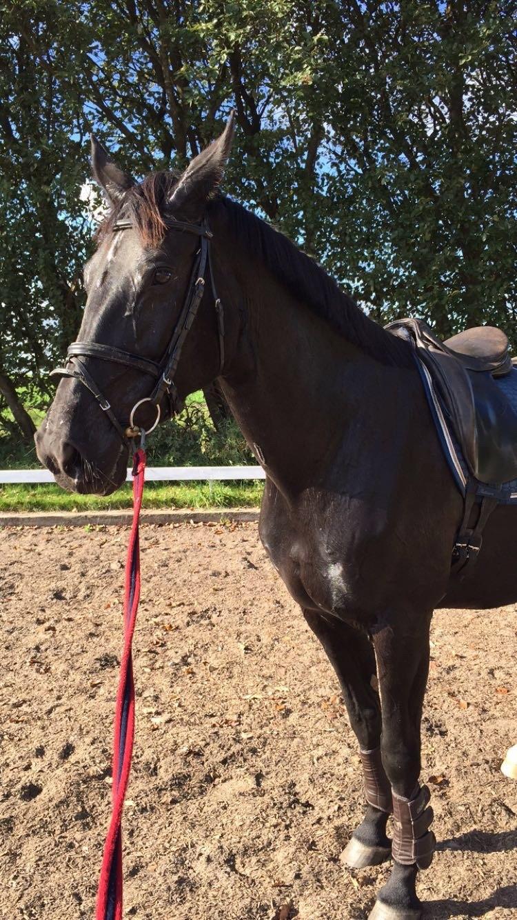 Dansk Varmblod Madeleine billede 12