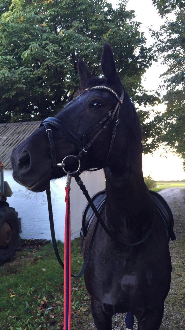 Dansk Varmblod Madeleine billede 7