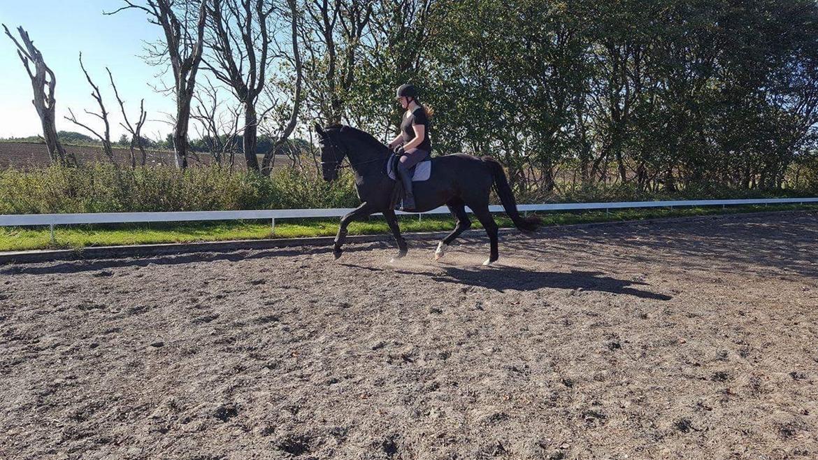 Dansk Varmblod Madeleine billede 13