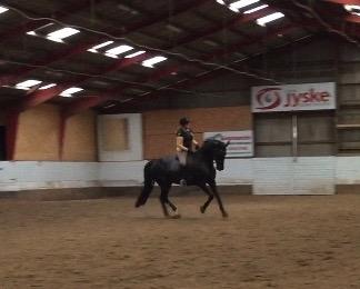 Dansk Varmblod Madeleine billede 16