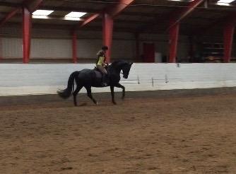 Dansk Varmblod Madeleine billede 18