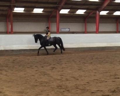 Dansk Varmblod Madeleine billede 19