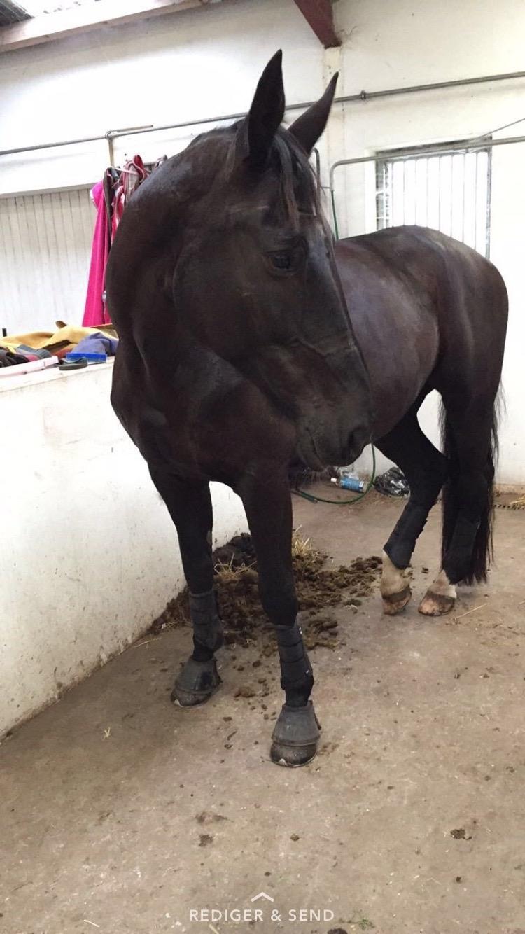 Dansk Varmblod Madeleine billede 20