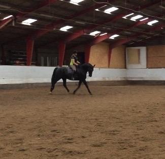 Dansk Varmblod Madeleine billede 15