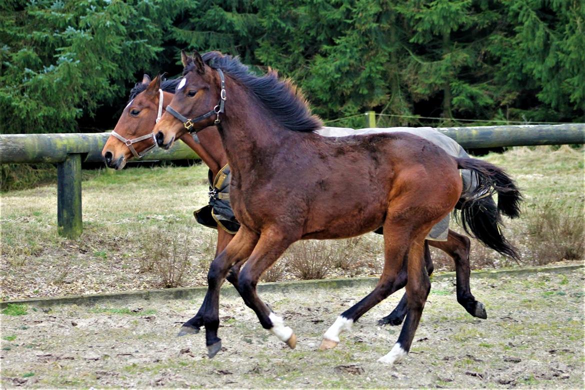 Dansk Varmblod Grangårdens Limbo Zweet billede 18