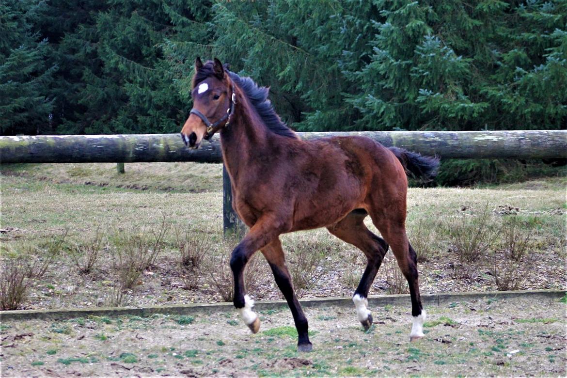 Dansk Varmblod Grangårdens Limbo Zweet - Grangårdens Limbo Zweet 9 måneder billede 1