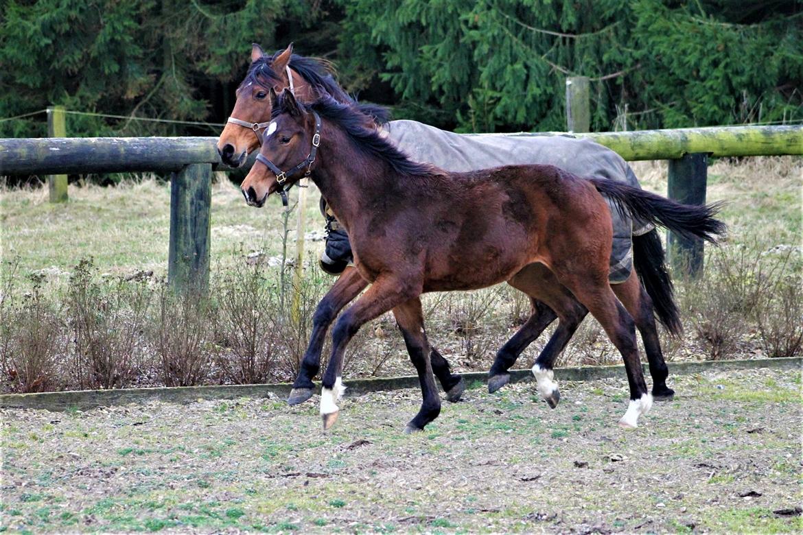 Dansk Varmblod Grangårdens Limbo Zweet billede 19