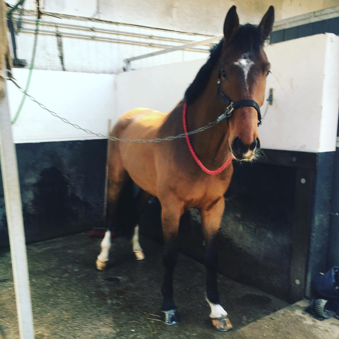 Anden særlig race Walkin´A billede 7