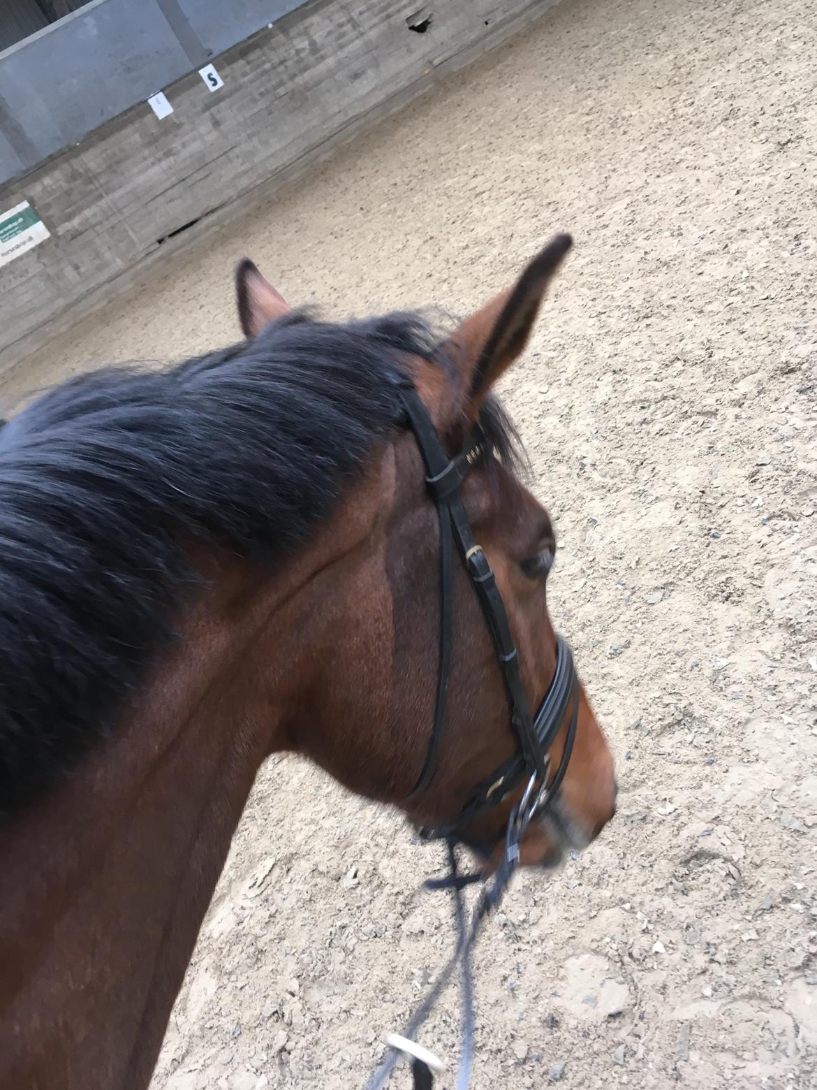 Anden særlig race Walkin´A billede 8