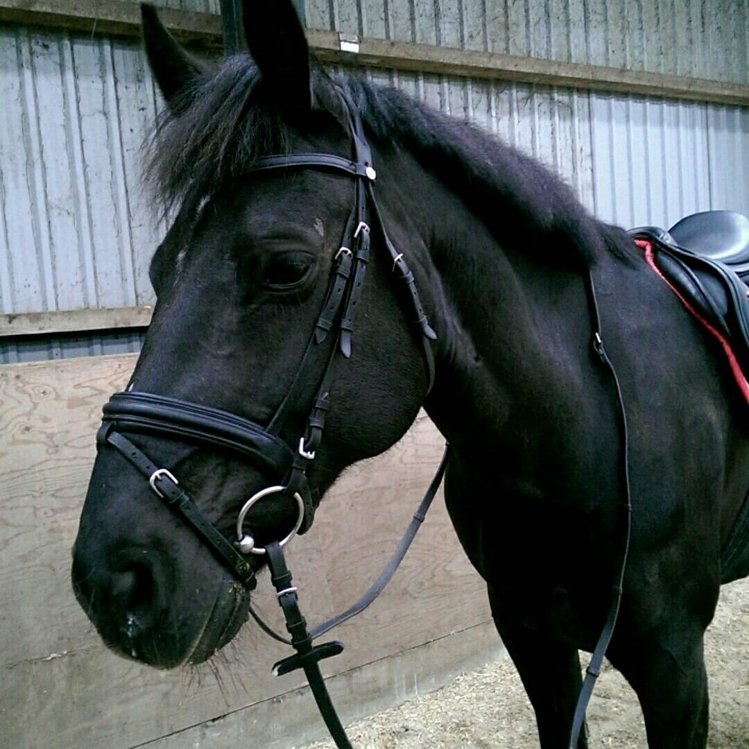 Anden særlig race Kashmir billede 3