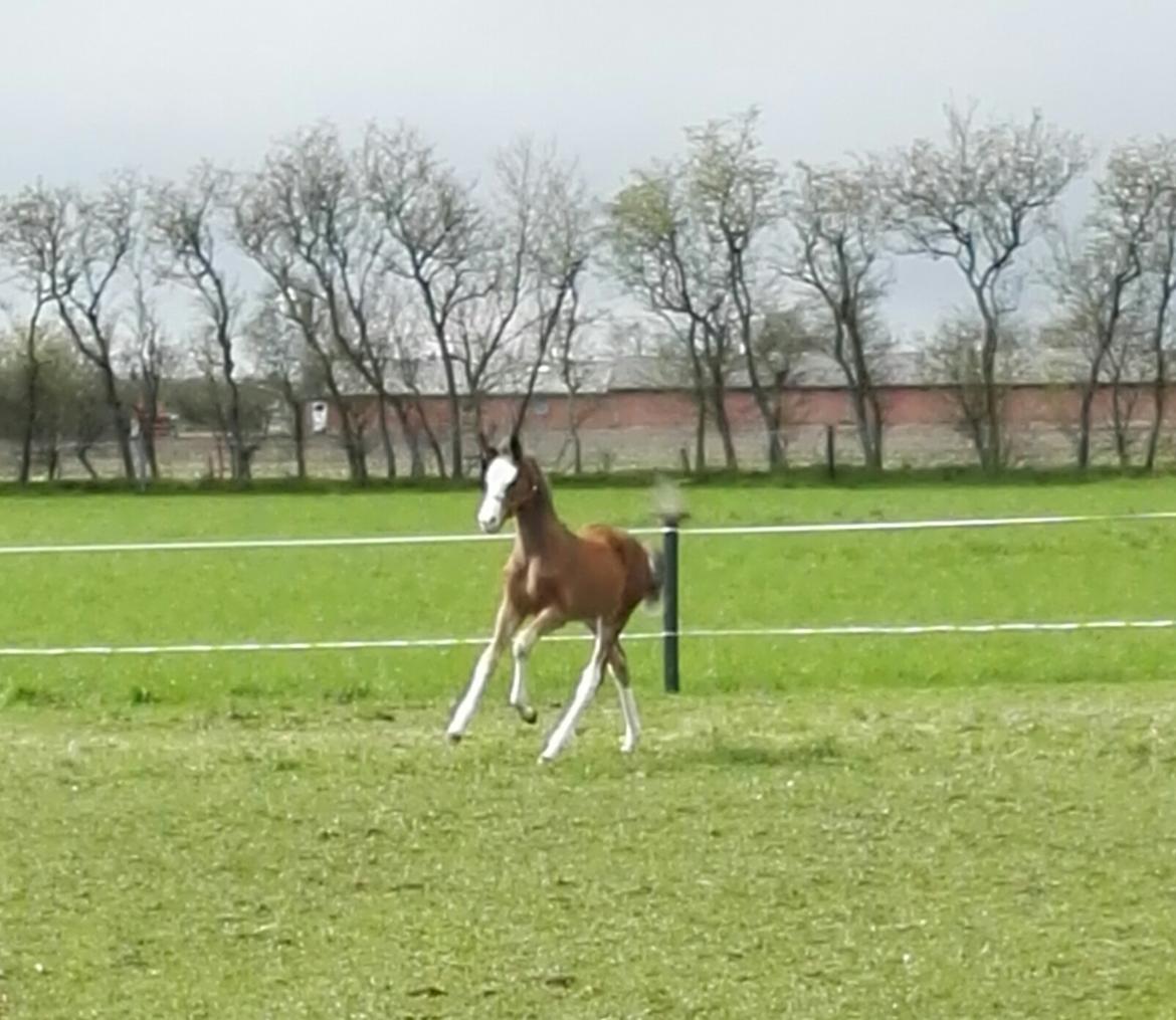 Dansk Varmblod Rosenlunds St Gloriana billede 7