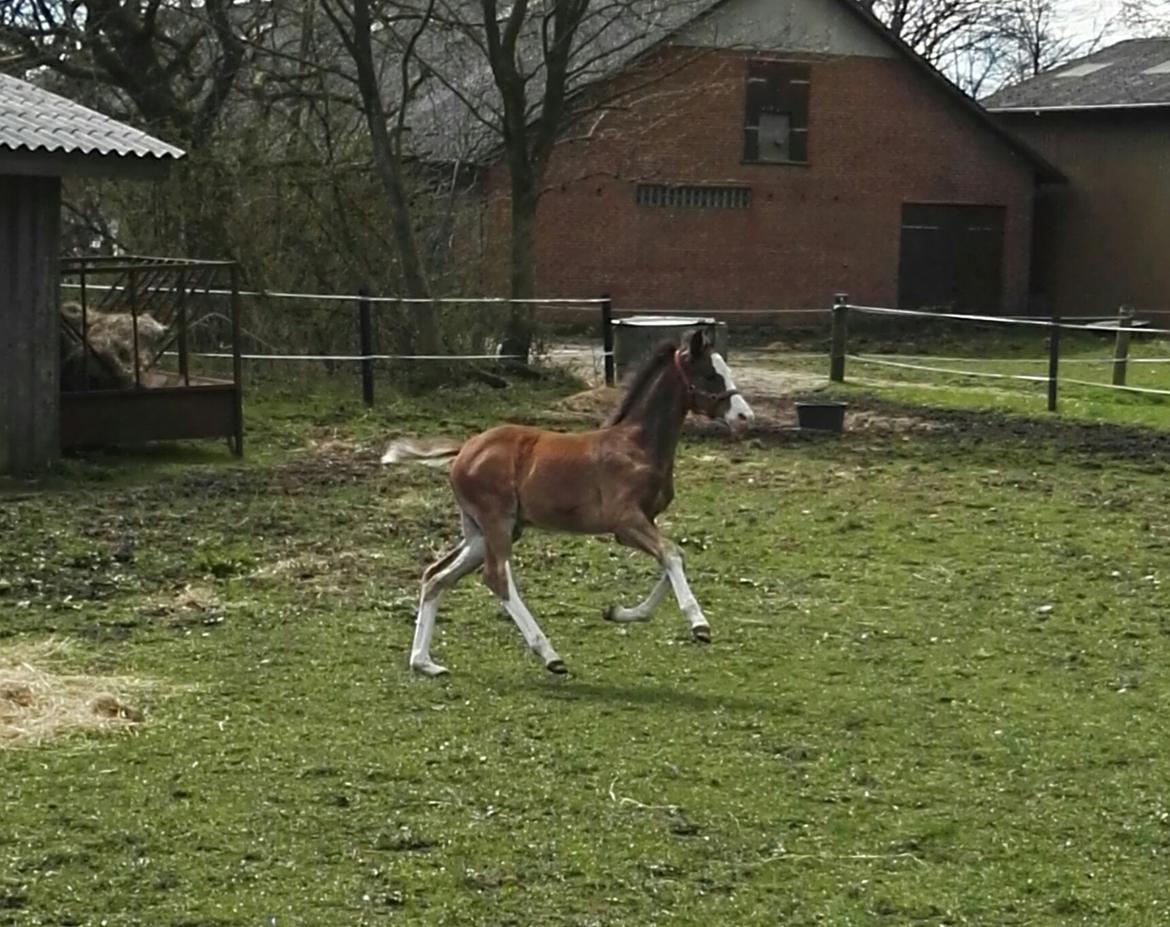 Dansk Varmblod Rosenlunds St Gloriana billede 8