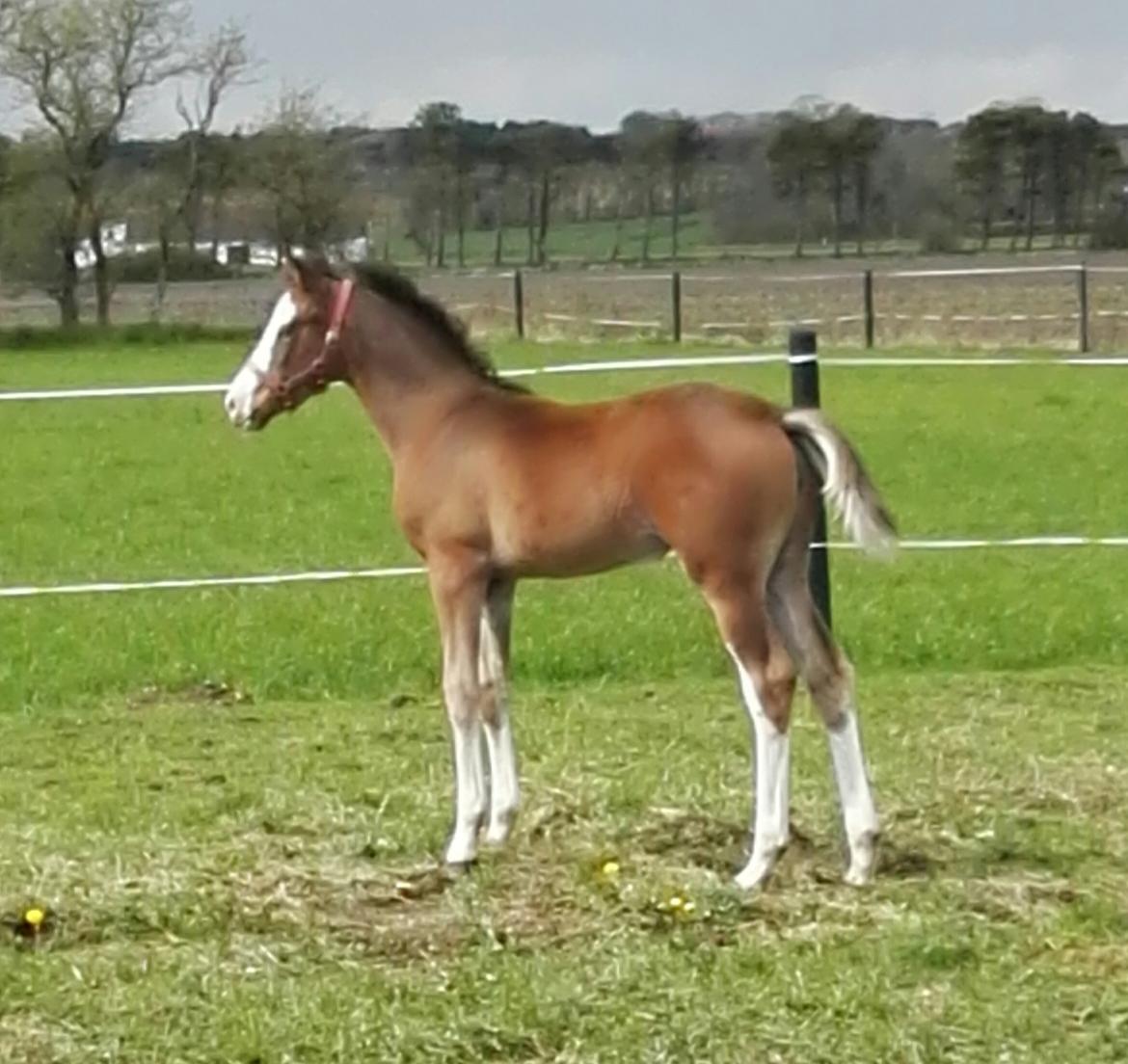 Dansk Varmblod Rosenlunds St Gloriana billede 9