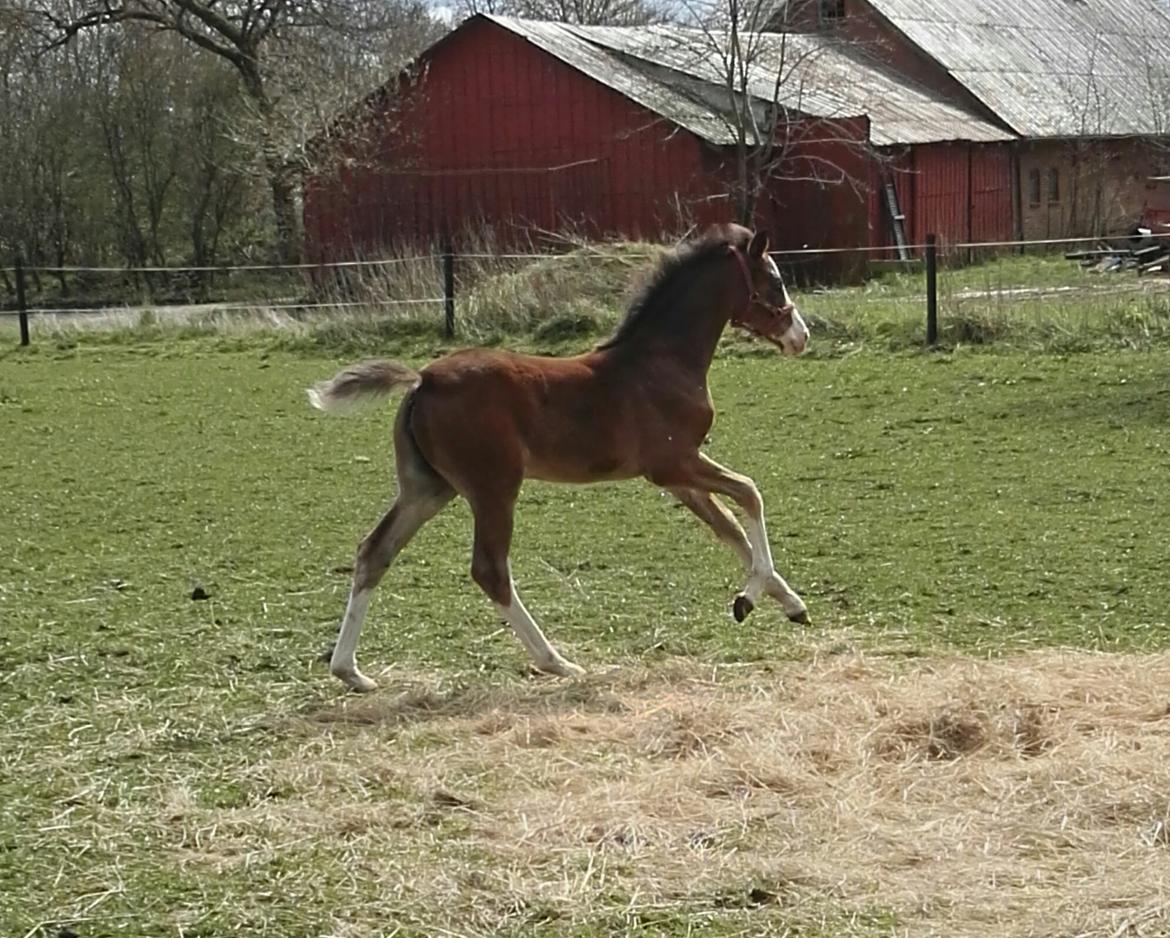 Dansk Varmblod Rosenlunds St Gloriana billede 10