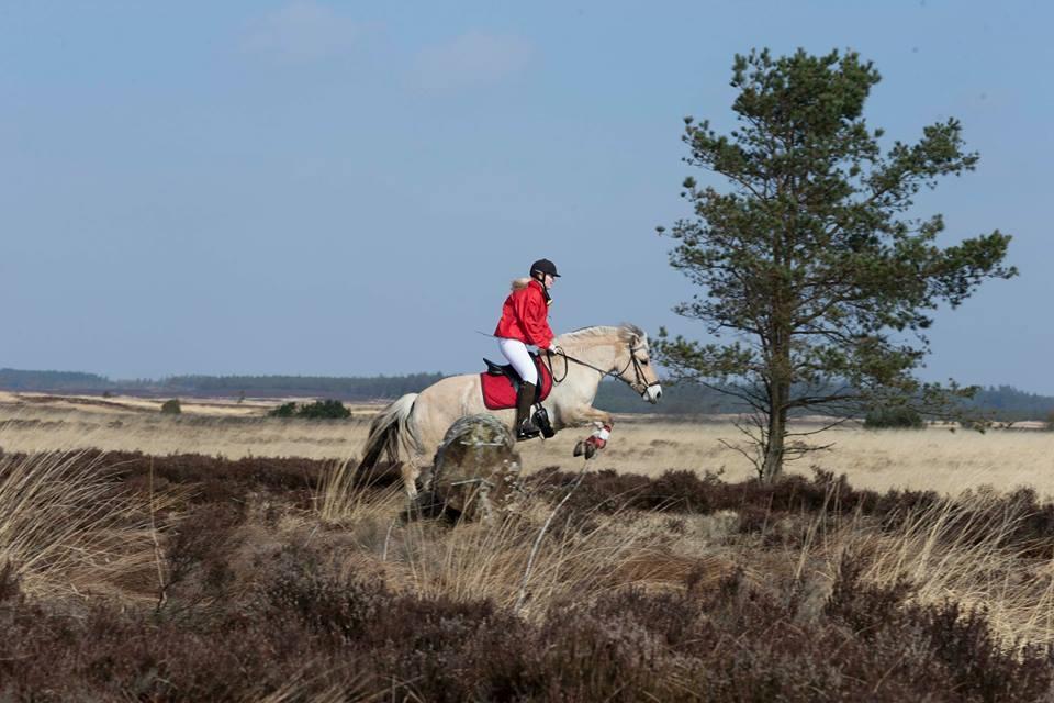Fjordhest Rimbo møldrup billede 4